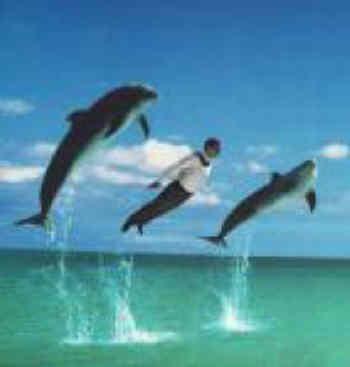 zburatorii - 32233-msg.jpeg